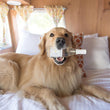 Cargar imagen en el visor de la galería, CharDOGnay Dog Wine.