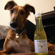 Cargar imagen en el visor de la galería, CharDOGnay Dog Wine.