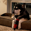Cargar imagen en el visor de la galería, Malbark + Gyrah Anise Plush Series Juguete para masticar vino para perros