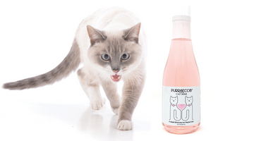 Purrsecco Cat Wine is the Purrfect Holiday Gift For Cat Lovers