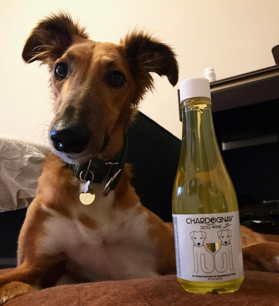 CharDOGnay Dog Wine.