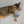 Load image into Gallery viewer, Dik Sitty Catnip Toy Simply Tails Funny Toys
